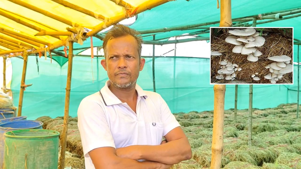 फसल के कचरे में मशरूम उगाकर 16 लाख कमाए, जांजगीर के रोहित से विधि सीखने पहुंच रहे किसान