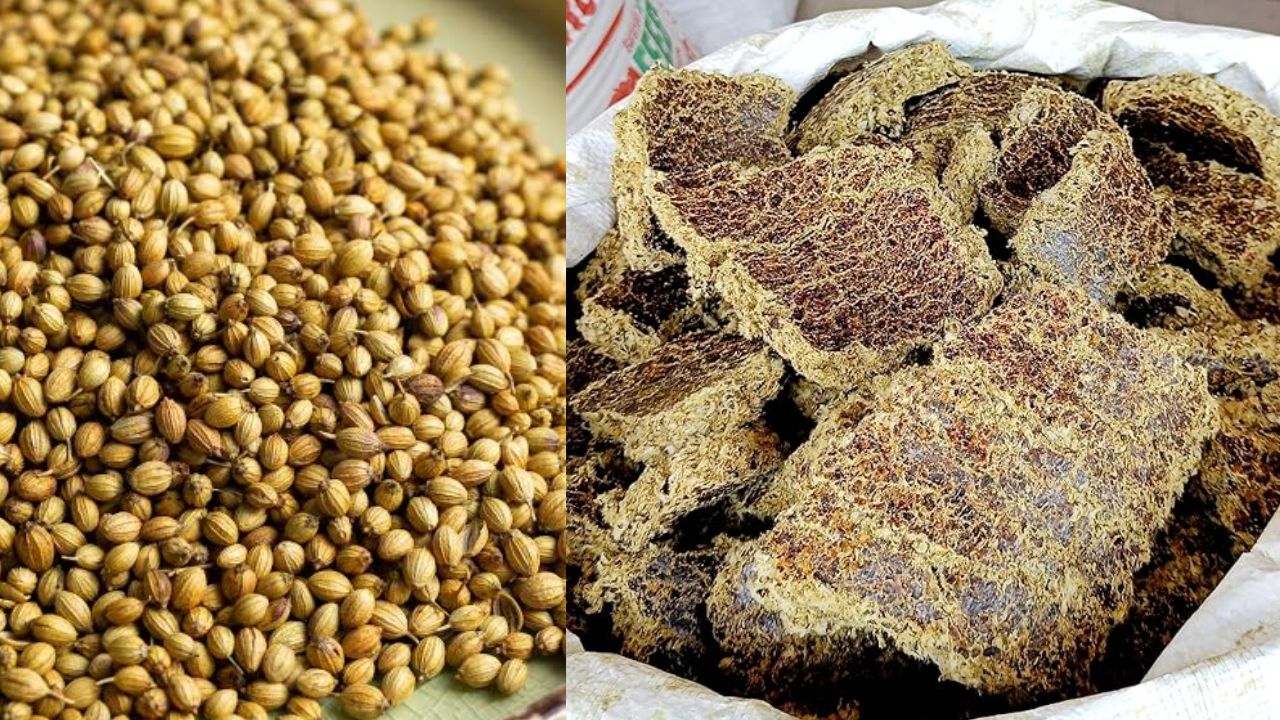 Coriander Prices Surge Due To Rising Demand And Cottonseed Cake Guar Seed Guar Gum Prices Tumble Check Commodity Price Updates