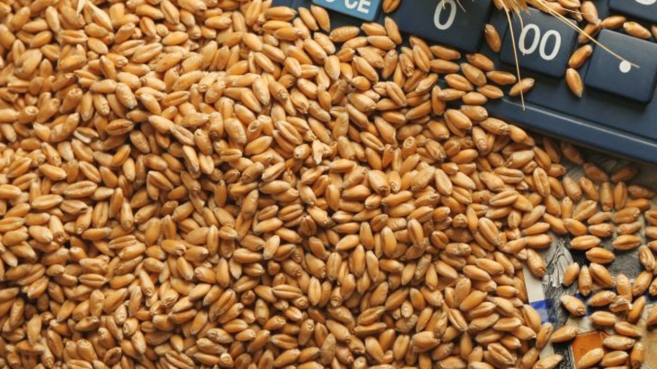 Dgft To Review Wheat Export Quota Seeks Details On Quota Utilization By August 31 In View Of Domestic Availibility And To Control Prices