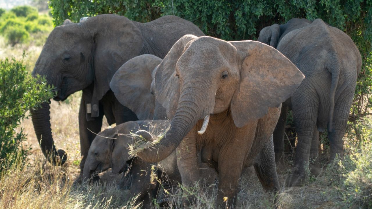 World Elephant Day 2026 Elephants Called Climate Heroes And Ecosystem Engineers For Protecting Earth From Threat Of Carbon Emission