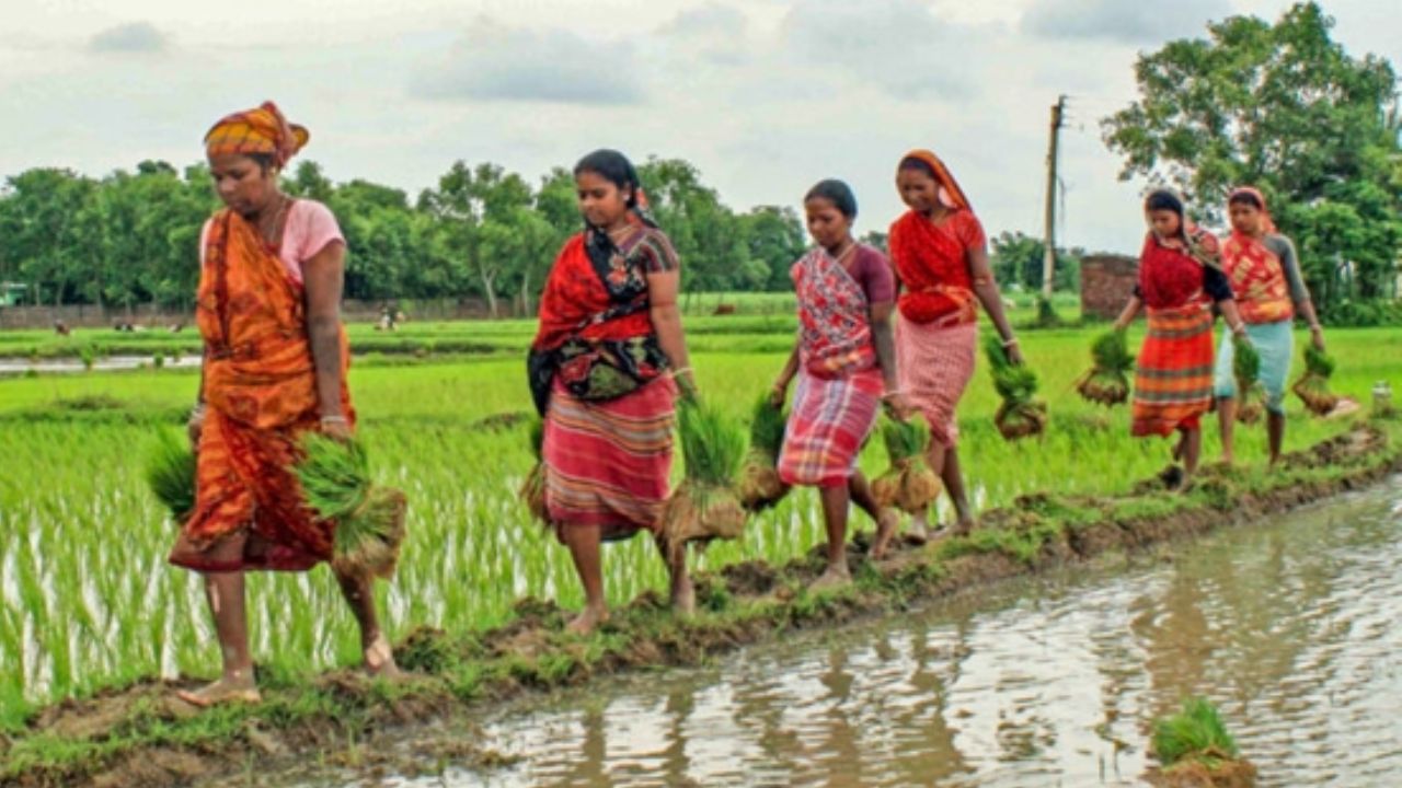 Setback To Sugarcane Cotton And Paddy Sowing Acreage Agriculture Ministry Released All Kharif Season Crops Sowing Data