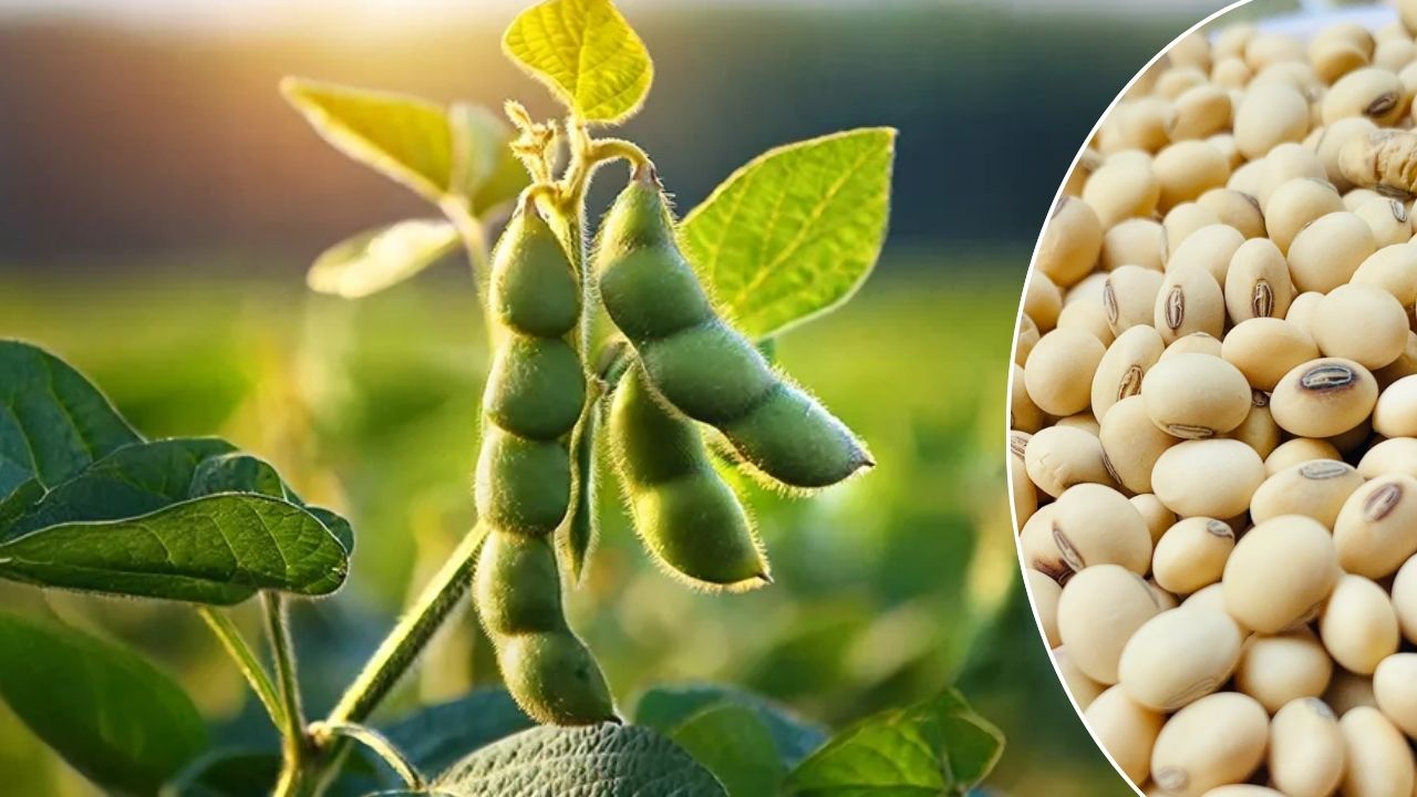 Madhya Pradesh Allocate 20 Hectares Land For National Soybean Research Institute And Rs 795 Crore Sanctioned For Agricultural University
