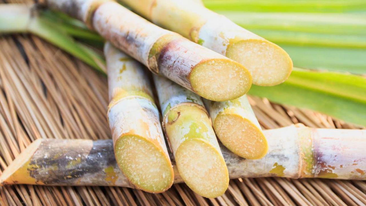 Sugar And Ethanol Producer Balrampur Chini Mills Q1 Results Announce Revenue Rises To Rs 1636 Crore And Profit Rs 44 Crore