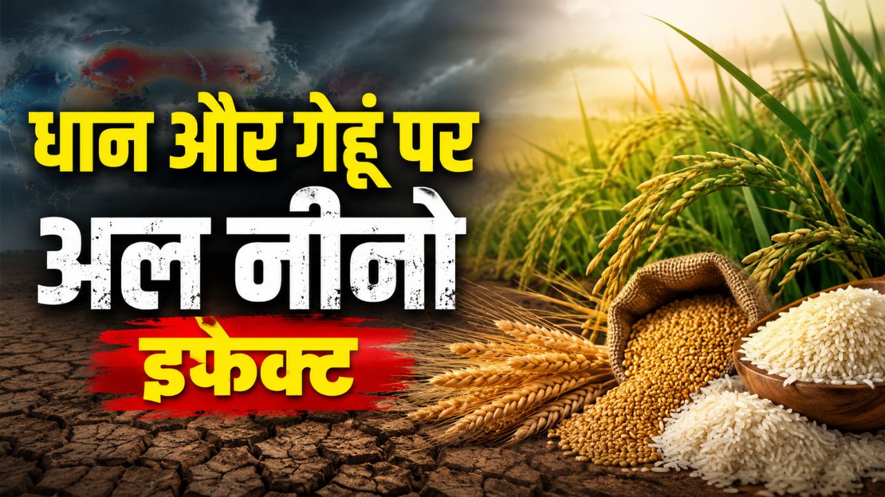 El Nino May Hit Badly Global Rice And Wheat Production Bmi Warn Of Up To 15 Pc Drop In Yields