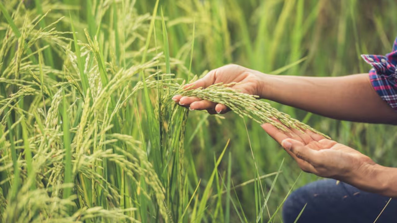 Farmer Id Not Mandatory For Farmers To Sale Paddy At Msp During Kharif Season Procurement In Odisha Agristack