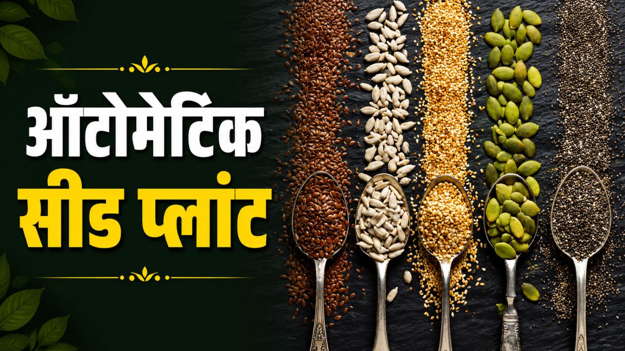 Automatic Seed Plant Approval In Kota Rajasthan Machines Will Sort High Quality Seeds Based On Color Size And Packaged For Supply