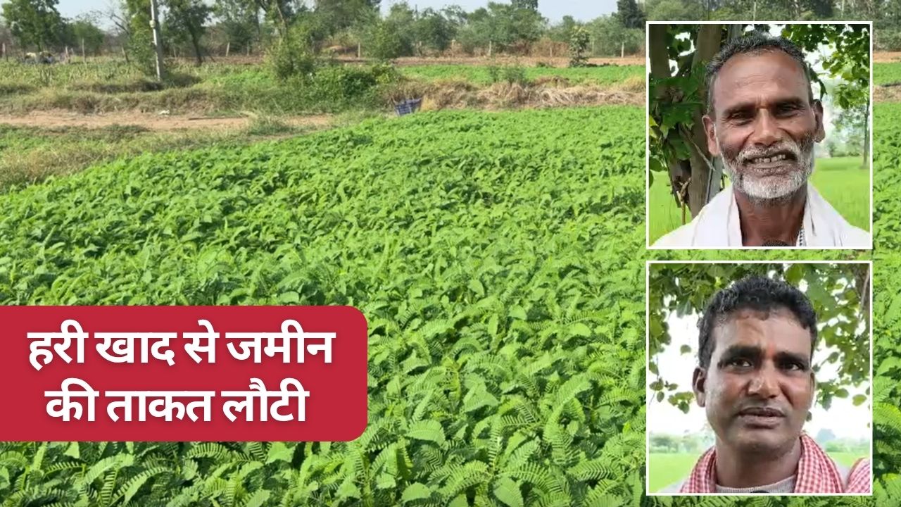 Chhattisgarh 250 Acres Of Land Ruined By Chemical Fertilizers But Dhaincha Green Manure Restored Fertility