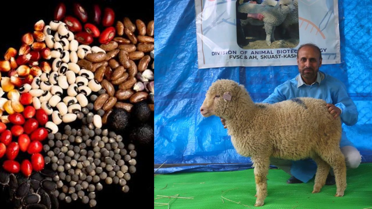 Genome Editing For Livestock Breed Improvement And Success Achieved In Developing 386 New Crop Varieties By Genome Editing