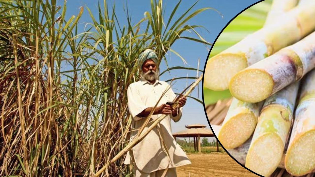 Sugar Crisis Cause Of Several Factors Experts Concern Over Various Issues Including Low Sugarcane Production Sugar Quality And Sugar Recovery Rates