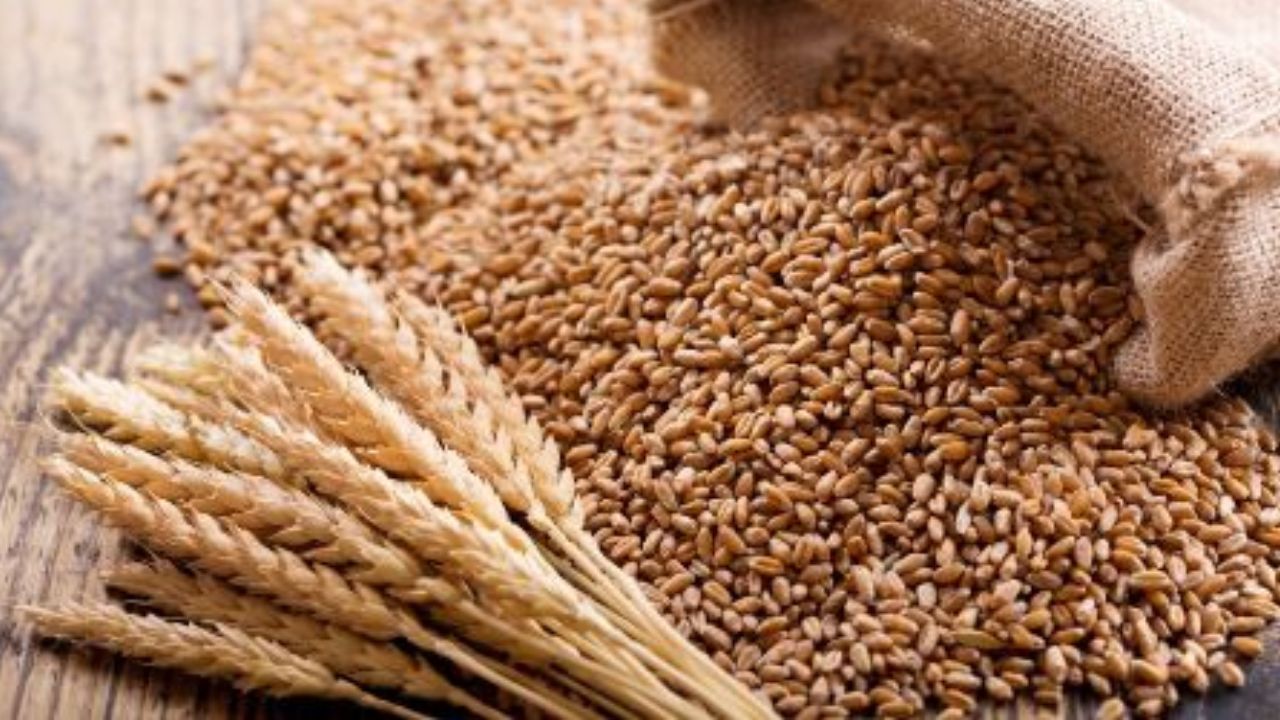 India Lifts Export Ban On Wheat Flour Related Products With Immediate Effect Dgft Letter Issued