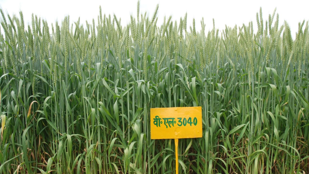 Rust Disease Will Not Be Devastate New Wheat Variety Vl 3040 Icar Has Identified As Disease Resistant