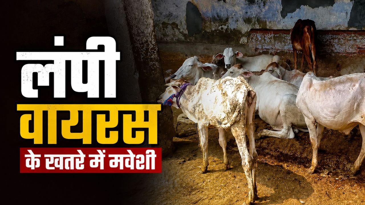 Lumpy Virus Wreaks Havoc Among Cows Number Of Infected Cattle Is Rising Rapidly Farmers Should Adopt These Measures