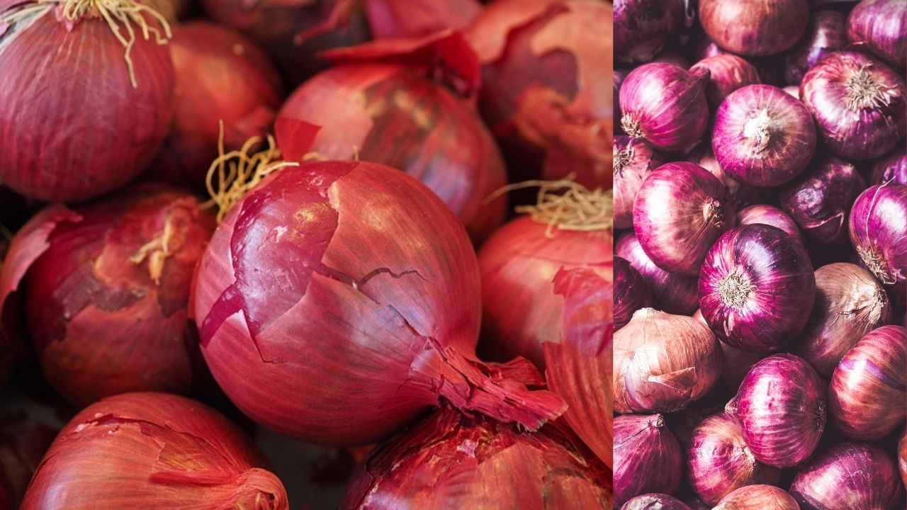 Onion Price Today 453 Tonnes Of Nashik Onions Reach Delhi Allegations Of Poor Quality Govt Denied