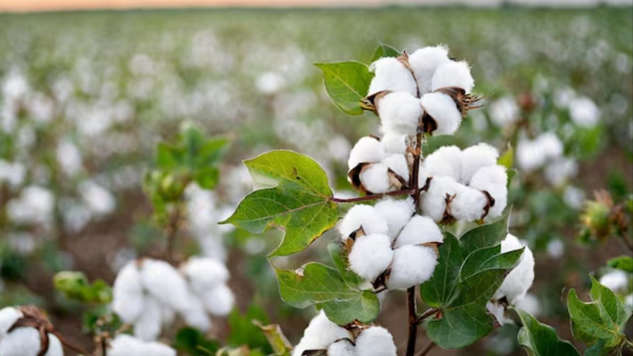 Amid Concerns Over Low Yields Cotton Farmers Face Risk Of Diseases Advisory Issued By Center Institute Of Cotton Research Icar Cicr