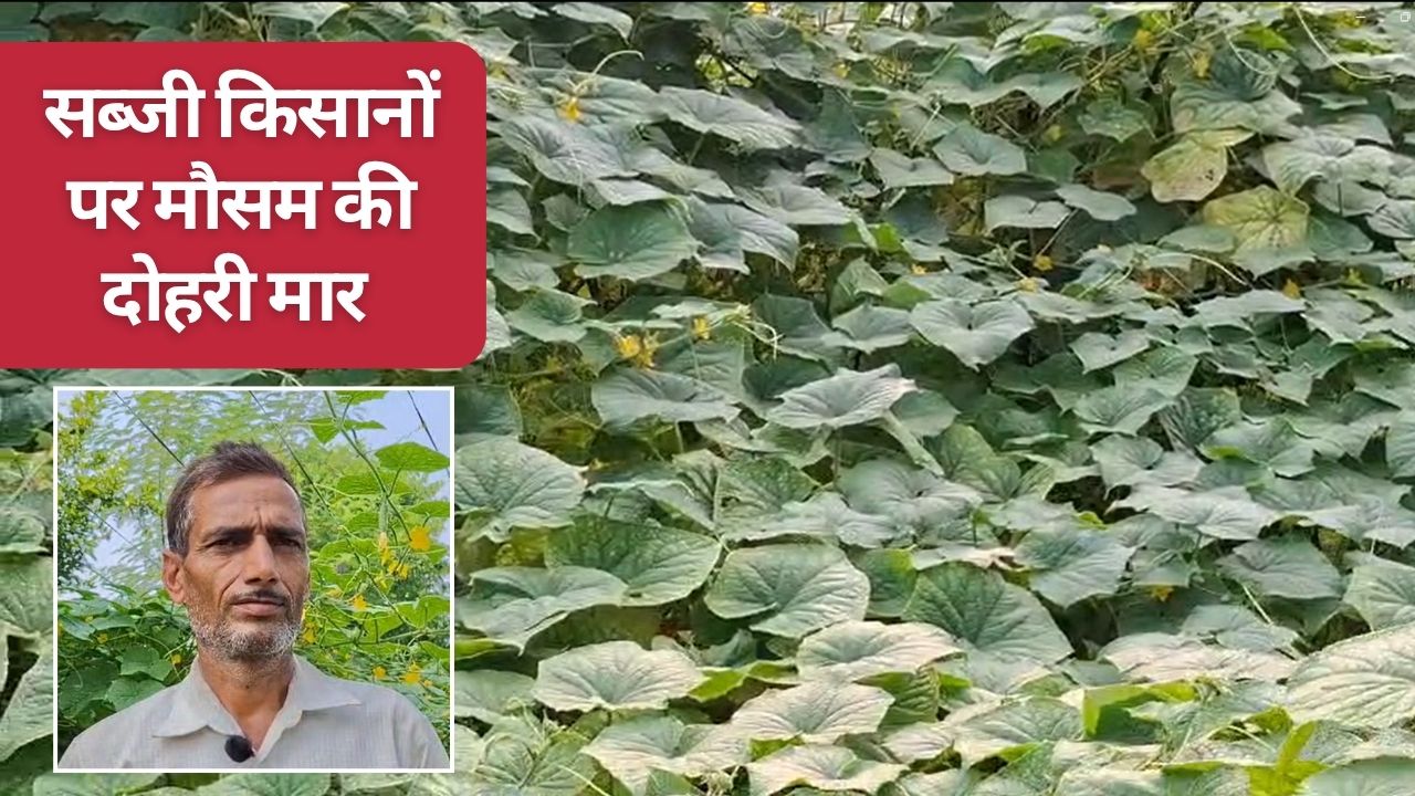 Himachal Farmers Crop Loss Due Heavy Rain Off Season Vegetable Like Cucumber Production Down 50 Percent