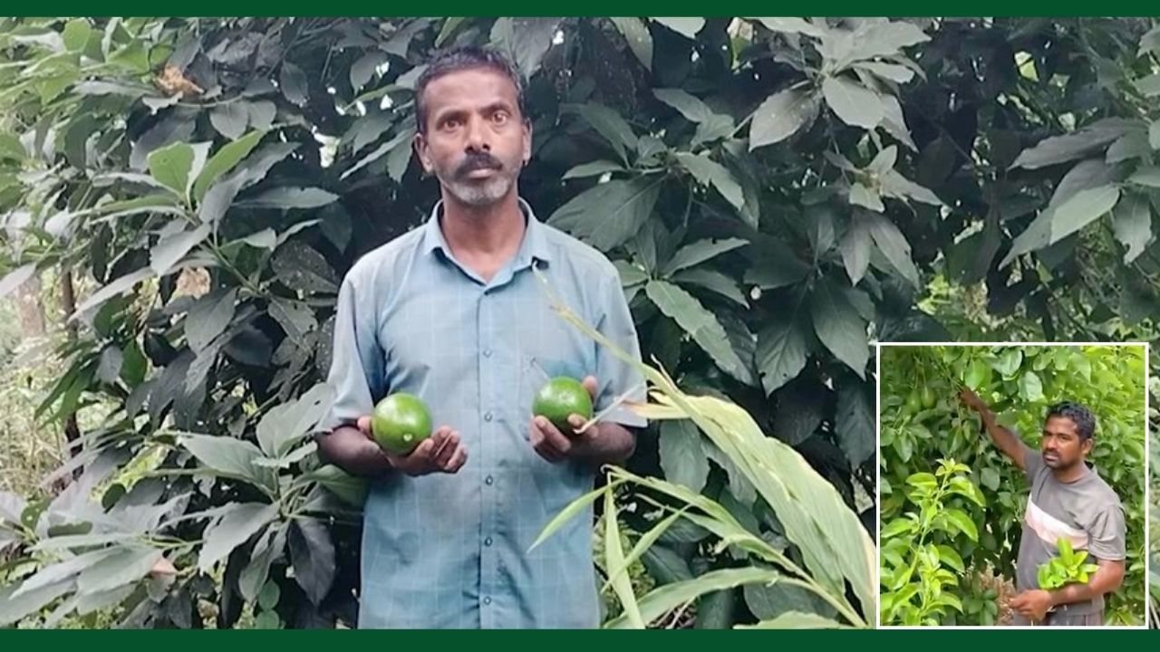 Bumper Earnings From Avocado Farming Pm Modi Praised Two Farmers Varadaraj And Chandrasekhar From Andhra And Tamilnadu