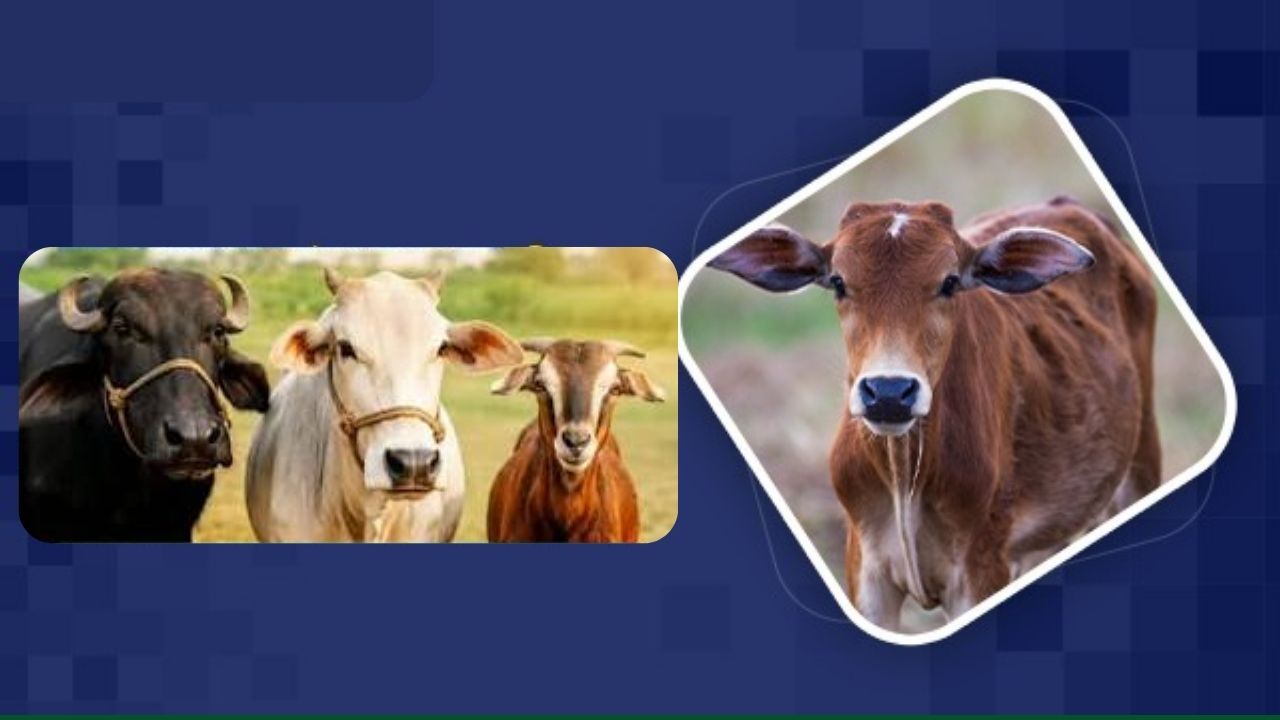 Foot And Mouth Disease Vaccination Date Extend To 15th Sep In Madhya Prades Over 90 Lakh Animals Vaccinated