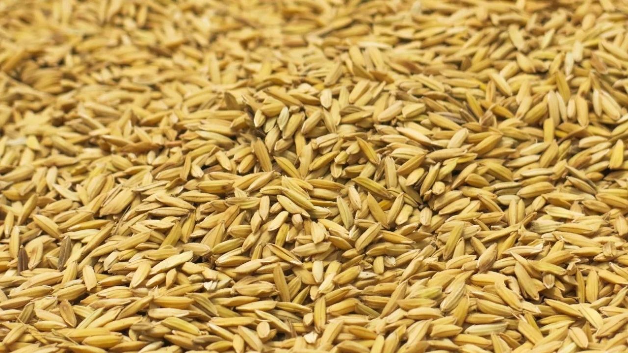 Pusa Basmati 1509 Prices Jump Sharply Rates Up To Rs 2000 Higher