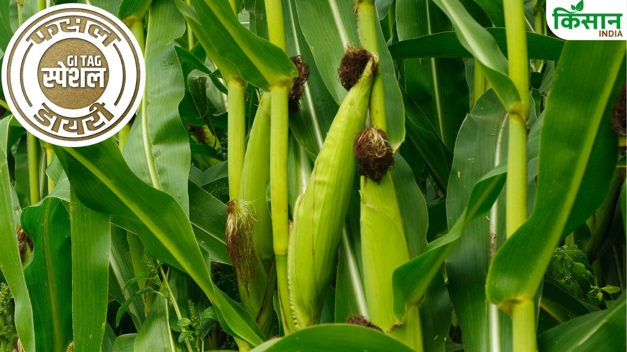Saluni White Maize Farming Gi Special Story Himachal Pradesh Maize Farming