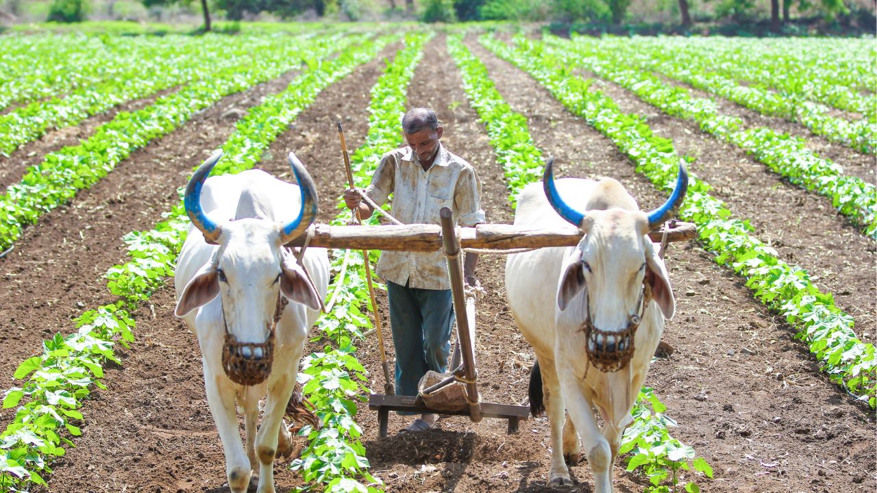 Kharif Sowing Picks Up Pace Maharashtra Achieves 93 Percent Target Acreage Decreases In Four Districts
