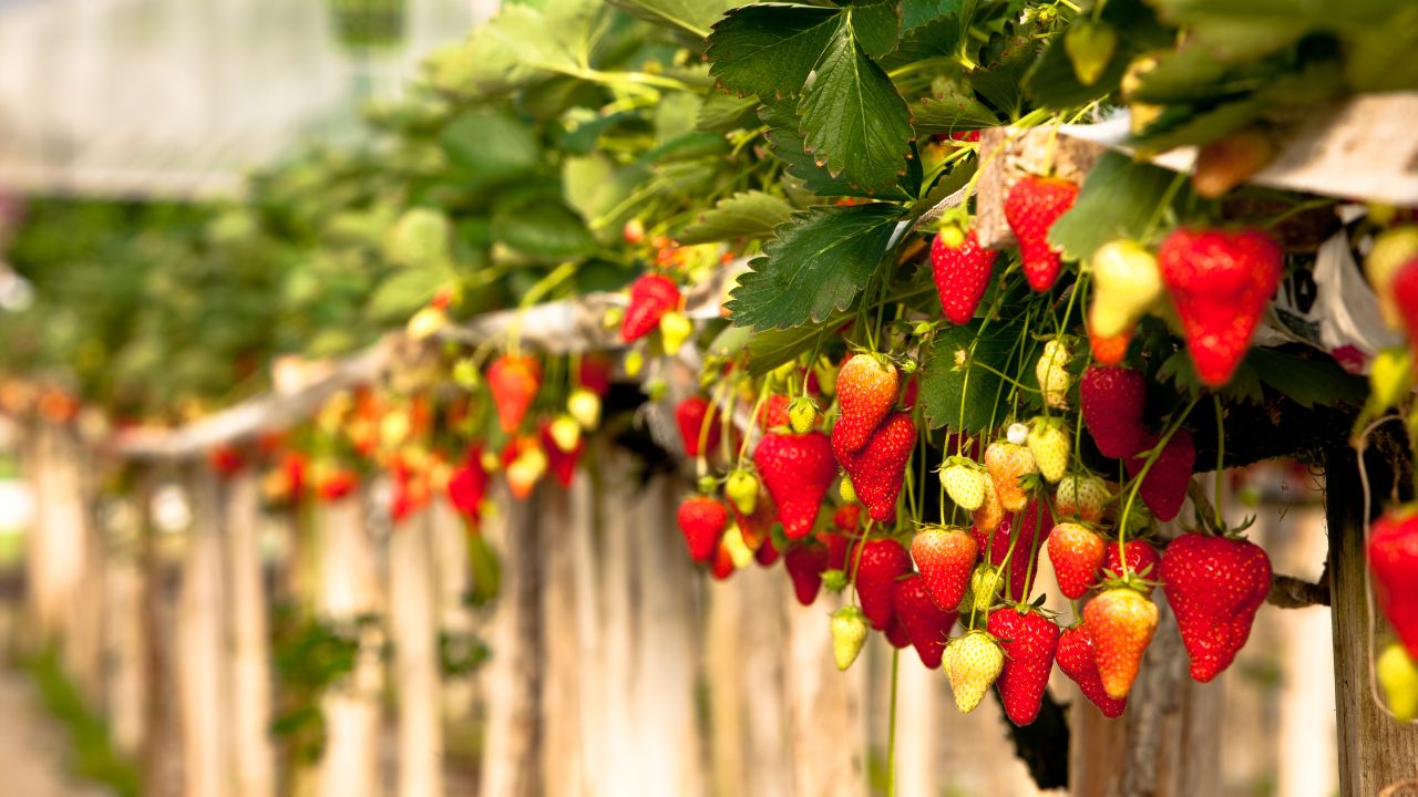 Haryana Farmers Cultivate Blueberries Strawberries And Raspberries Government Is Setting Up A Berries Center