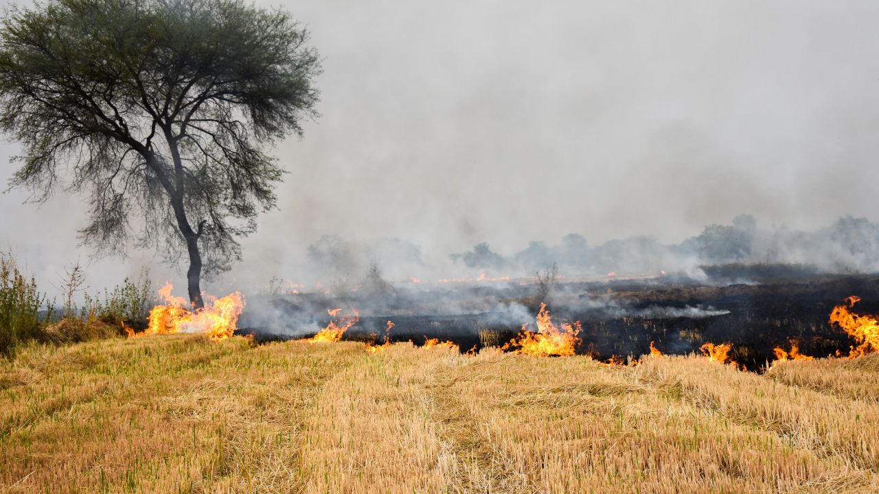 Stubble Burning Stopped Government Has Prepared An Action Plan