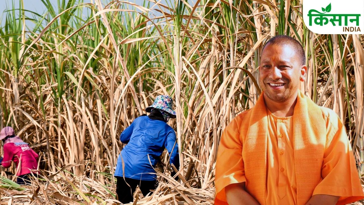 Up Clears 94 Percent Sugarcane Dues In Current Crushing Season Cleared 99 Sugar Mills Clear Full Payment