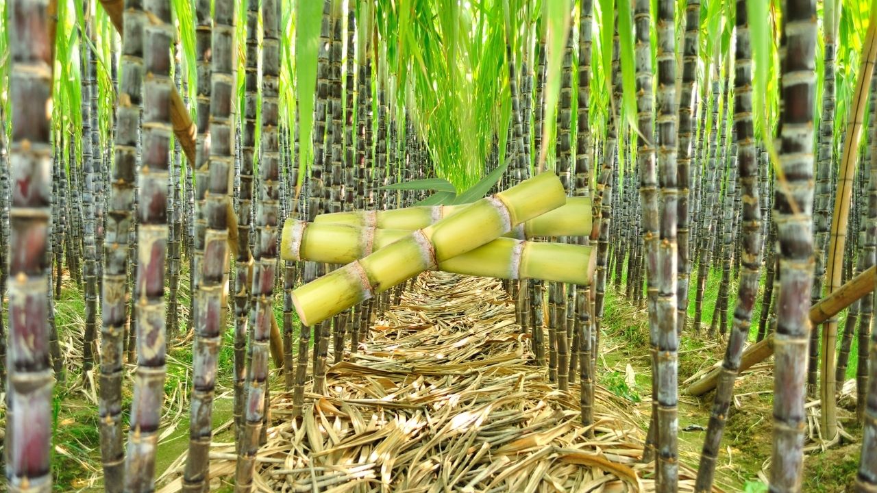 Muzaffarpur Sugarcane Nursery Two Modern Sugarcane Nurseries Be Ready In Meenapur Block