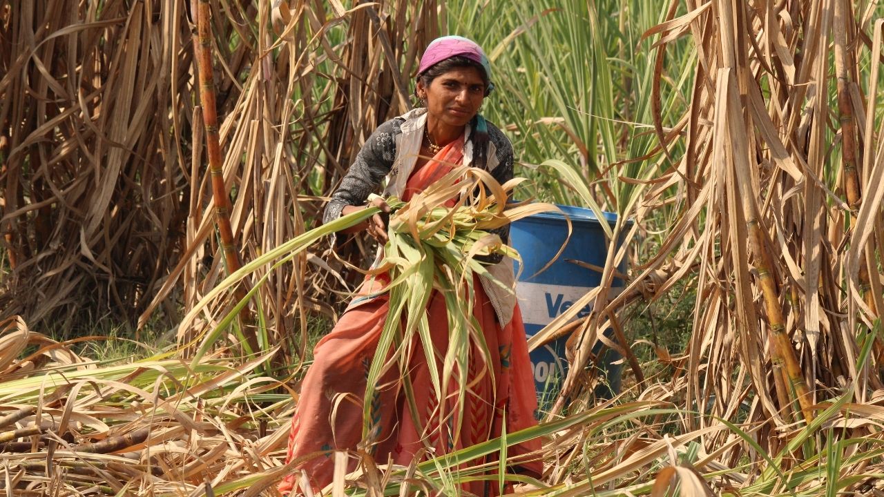 Tamil Nadu Government Announces Increase In Paddy Sugarcane Procurement Price Incentive Hike