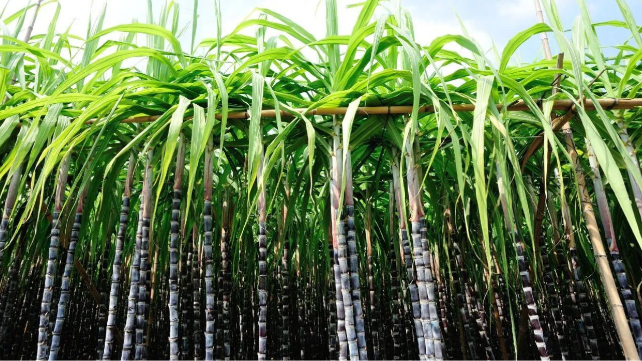 Uttar Pradesh Sugarcane Cultivation Western Uttar Pradesh Dominates Sugarcane Production