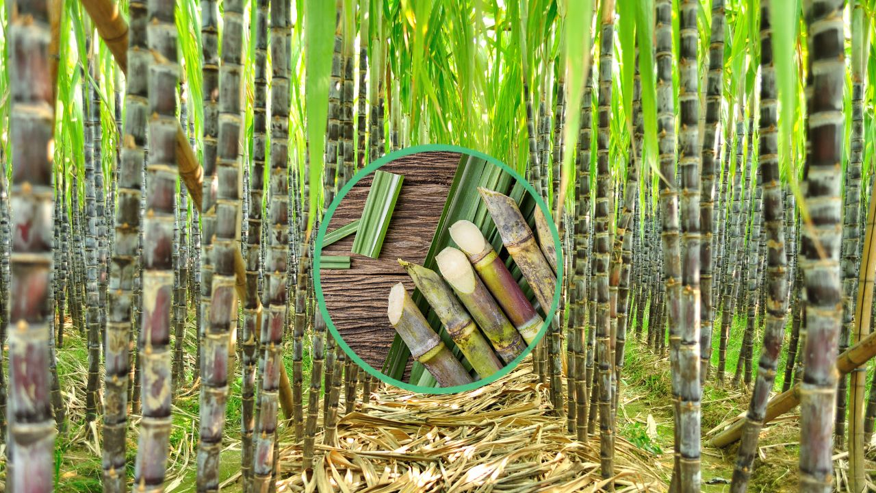 Sugarcane Seed Center Established In Lucknow Isma Icar To Work Together