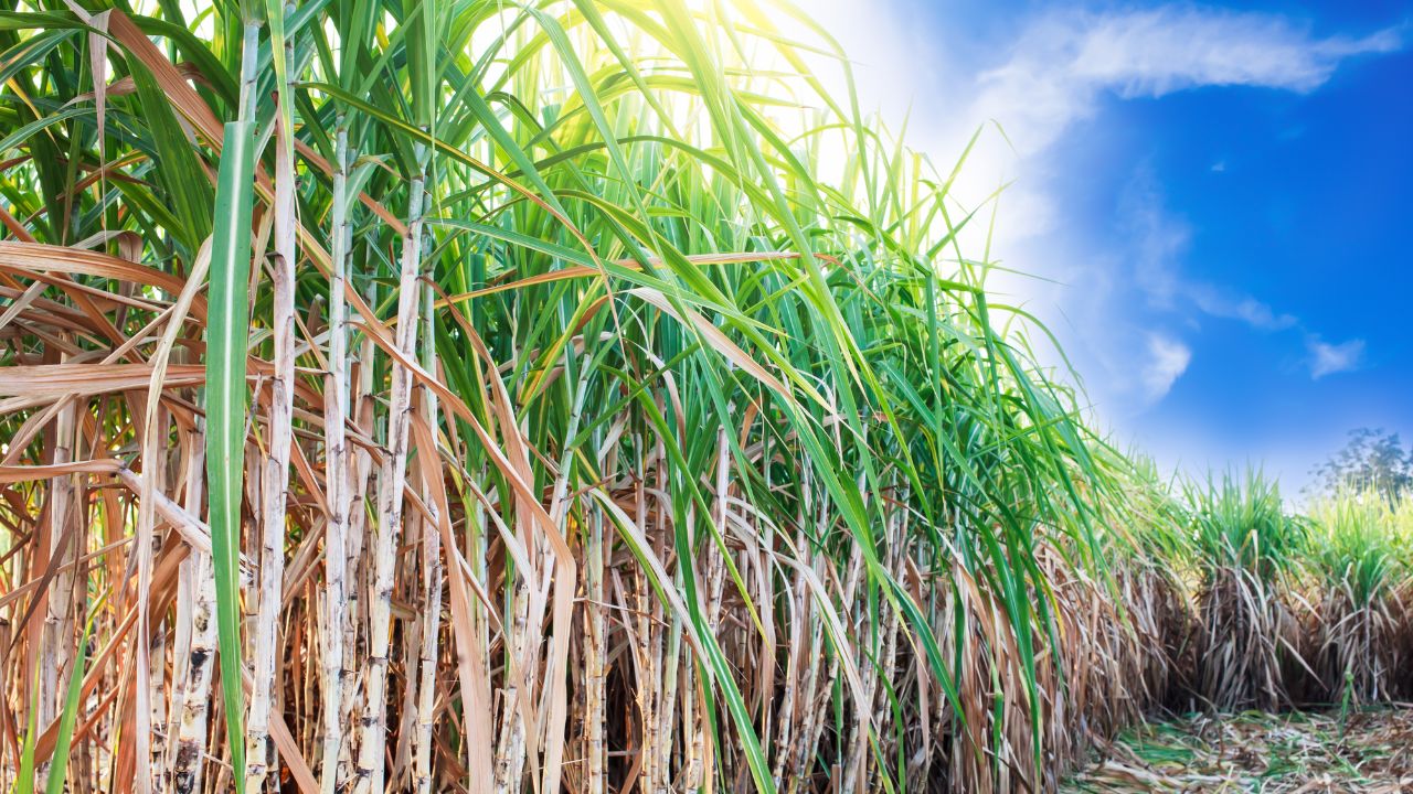 Sugarcane Farming Crisis In Andhra Pradesh Area Reduced By 96 Percent In 13 Years