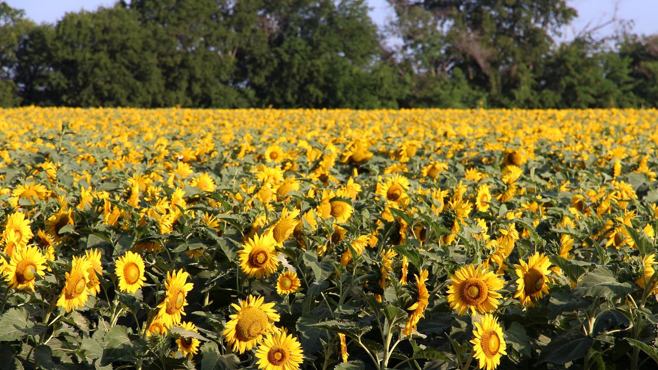 Scientists Found A New Species Sunflower In Tawang Learn Its Specialities