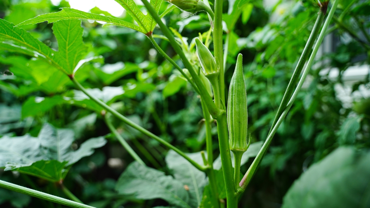 Okra Farming Pest Control Avoid Repeated Insecticide Use