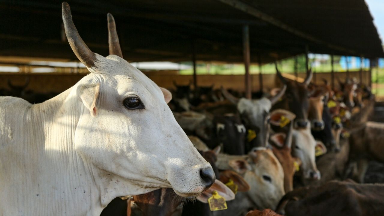 Up Cow Urine Purchase Pilot Project Farmers Livestock Income 10 Rupees Per Litre