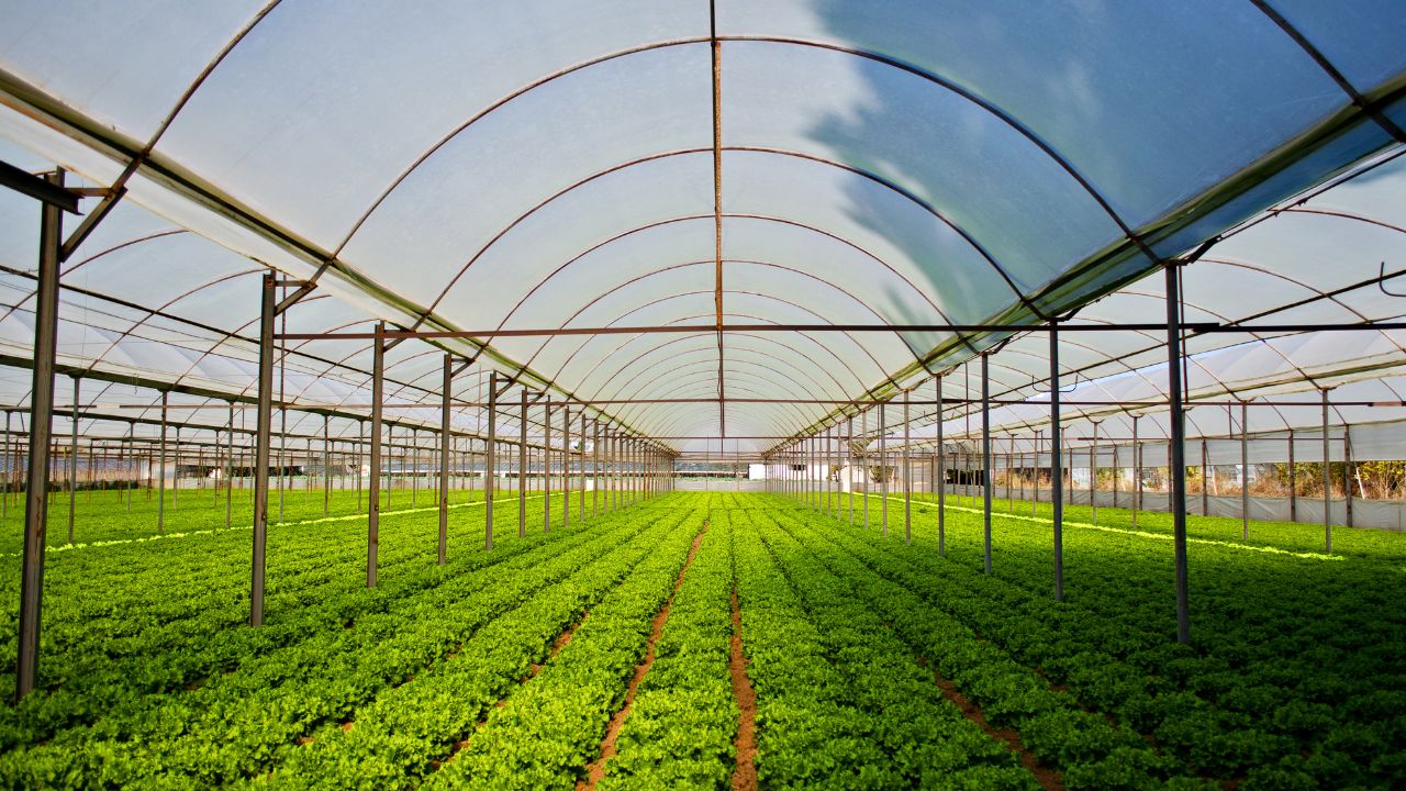 Polyhouse Changes Farmers Future Didi Bagiya Yojana Nursery Vegetable Farming Income