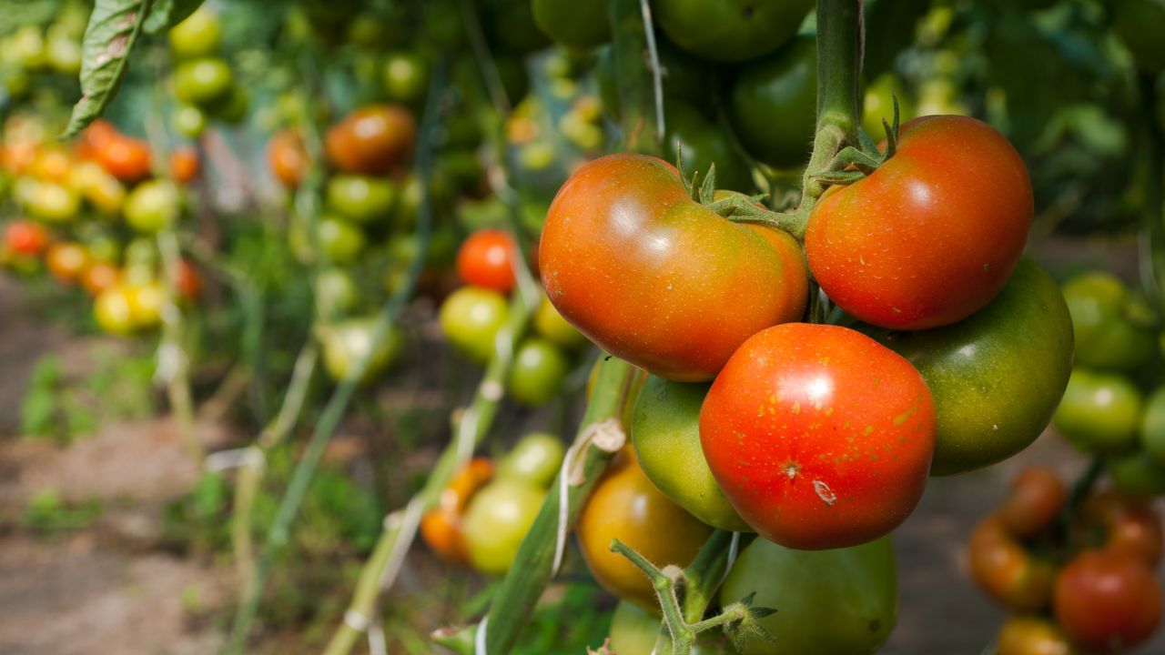 Tomato Fruit Cracking After Rain One Mistake Can Damage Entire Crop