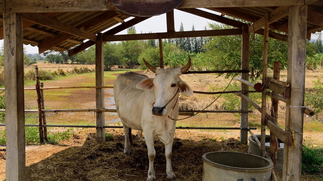 Rainy Season Cattle Shed Bad Smell Fly Control Tips