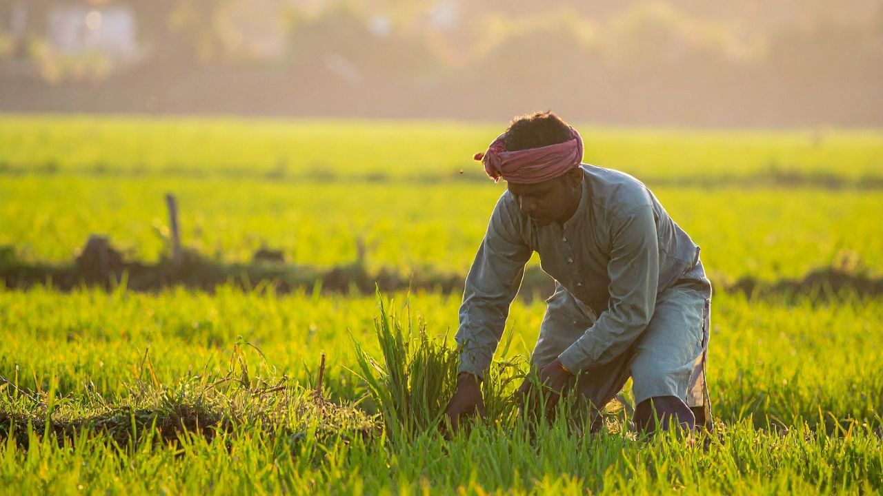 Jammu Kashmir Farmers Receive Rs 119 Crore Crop Insurance Relief Rs 10 Crore Claims Pending