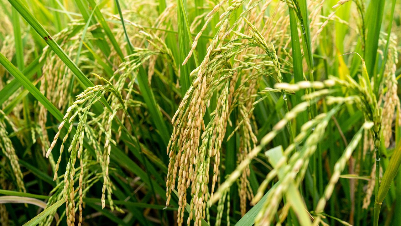 Dsr Paddy Crop Motha Grass Control Tips For Farmers