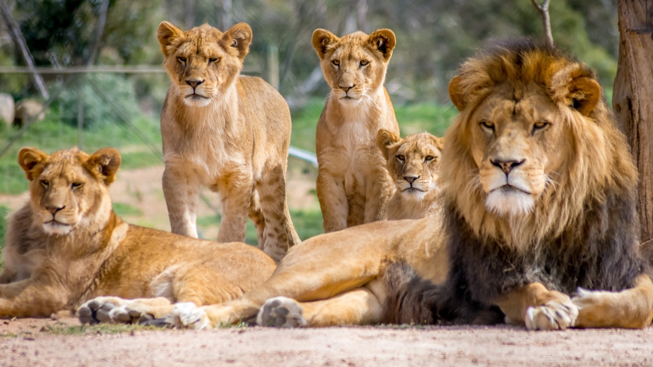 World Lion Day 2026 India Asiatic Lion Population Increased From 523 To 891