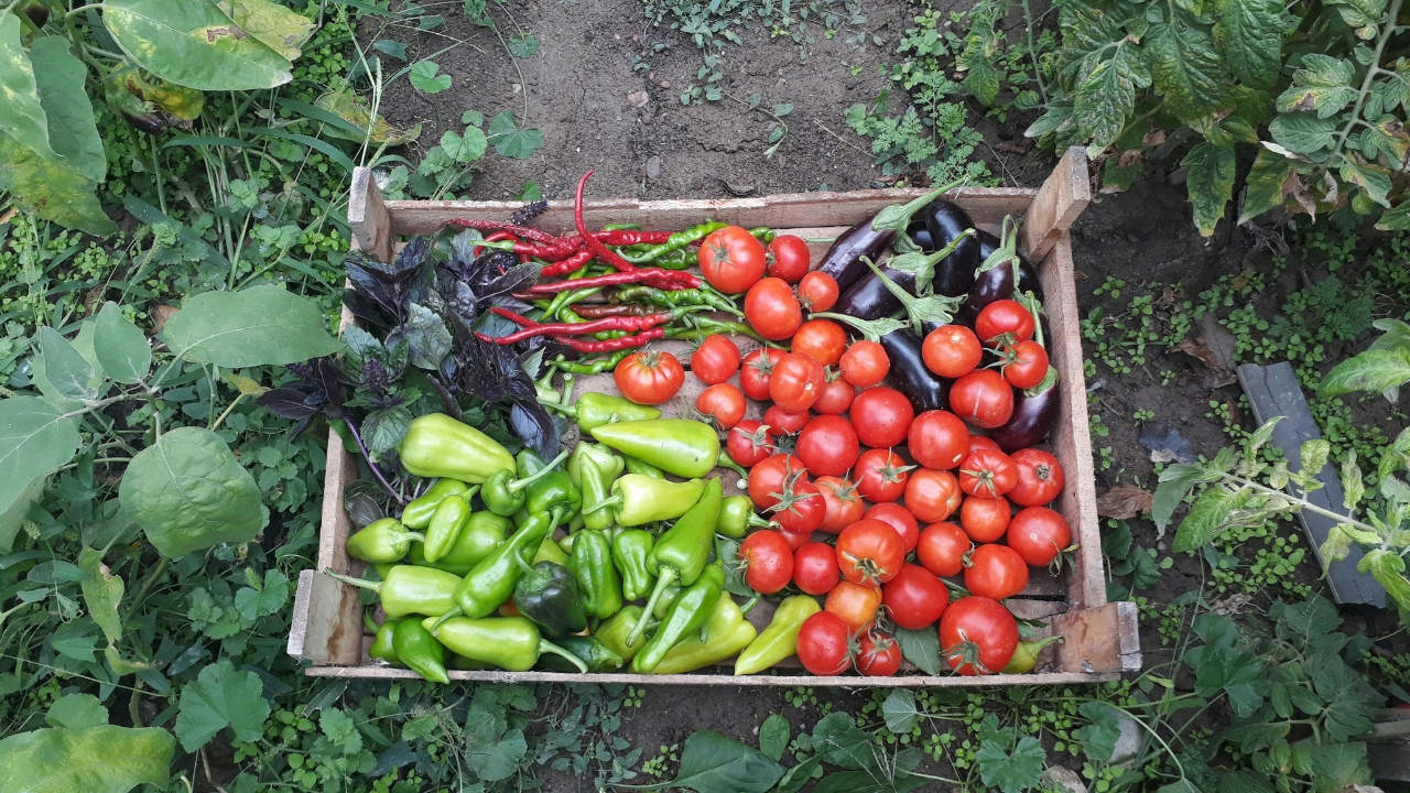 Avoid These 5 Vegetables During Monsoon Rain Can Damage Crops Farmers Advisory