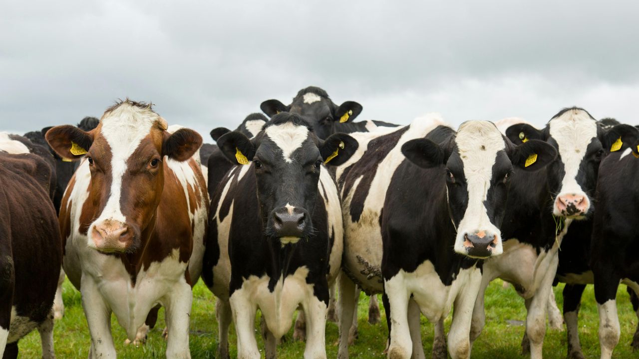 Dairy Business Loan Government Scheme 10 Lakh Loan Interest Relief