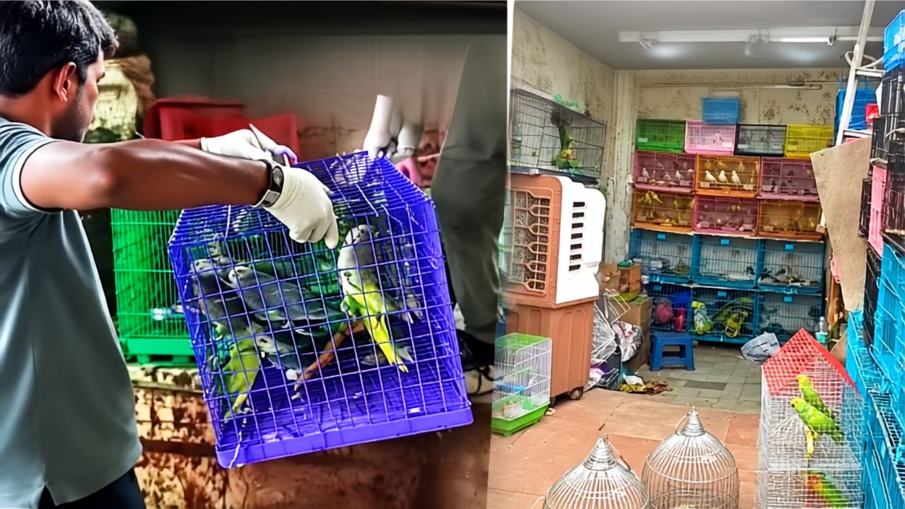 Delhi Jama Masjid Wildlife Smuggling 863 Animals Birds Rescued 5 Accused Arrested