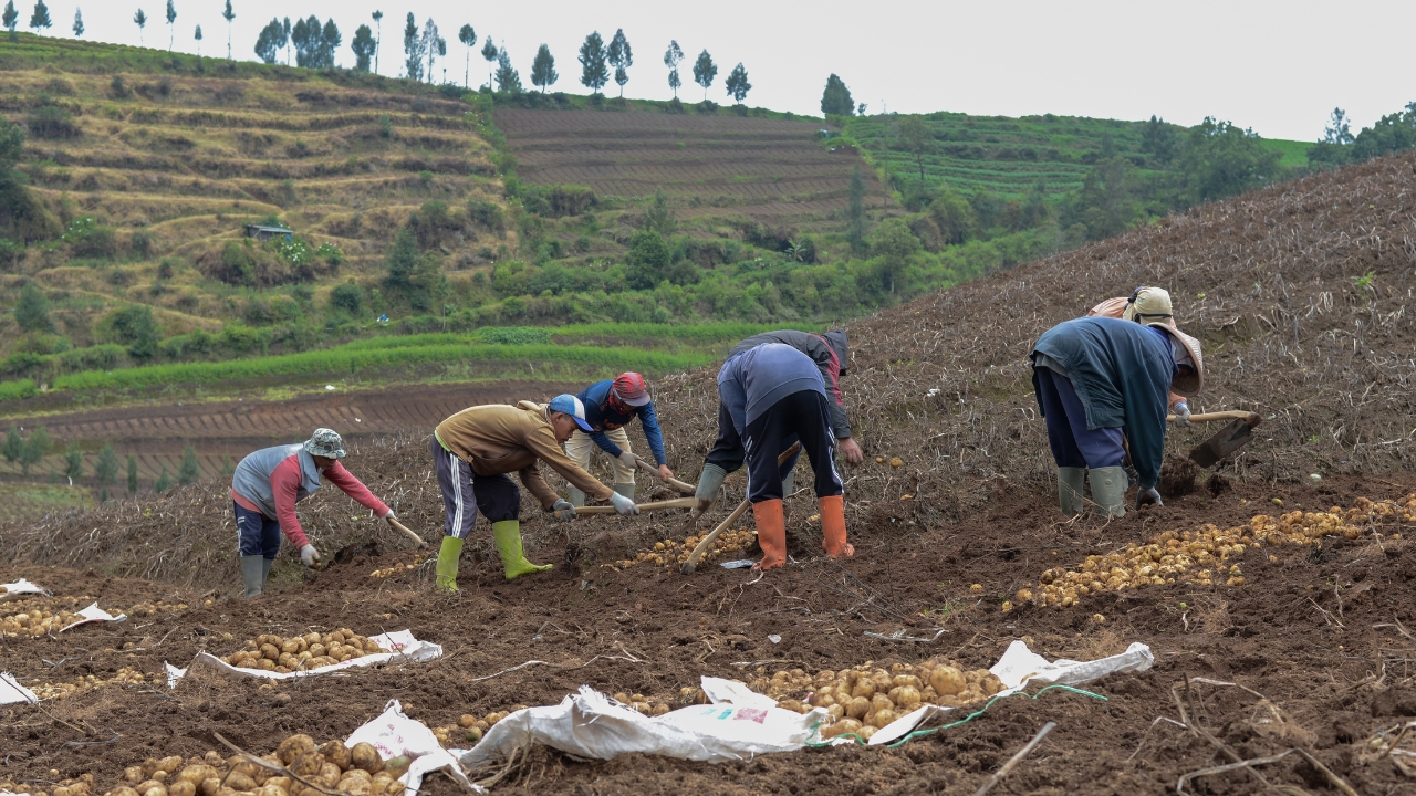 42 5 Degrees Celsius Record Heatwave Potatoes Boiling Underground Asia Farming Crisis