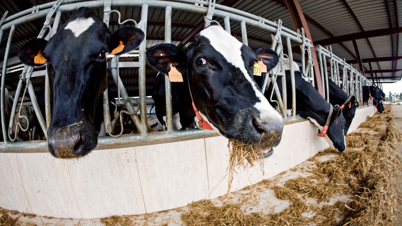 Monsoon Cattle Breed Improvement 90 Percent Heifer Chance Milk Profit