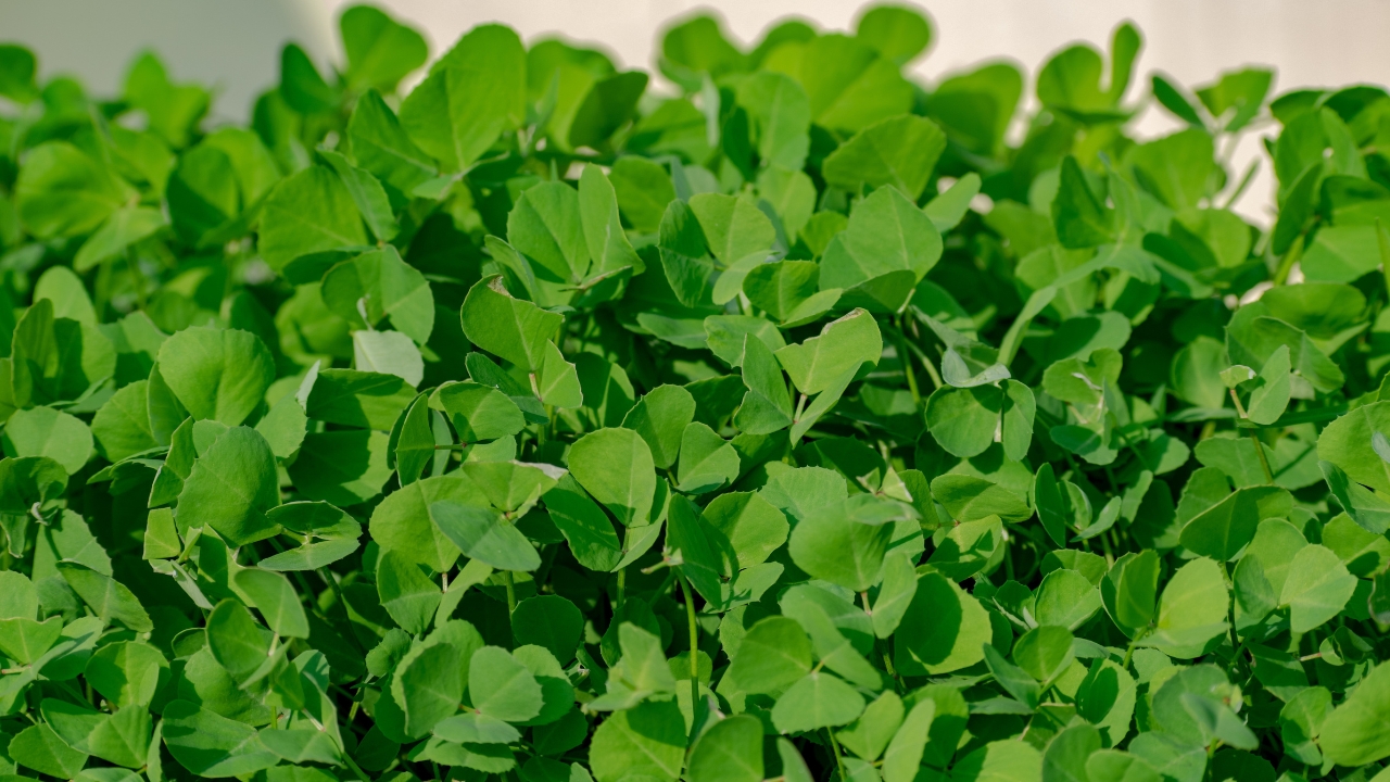 Low Cost Fenugreek Farming Multiple Harvests High Profit