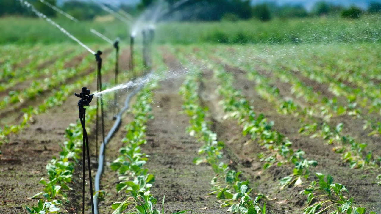 Government 55 Percent Subsidy Drip Sprinkler Irrigation Water Saving Profit