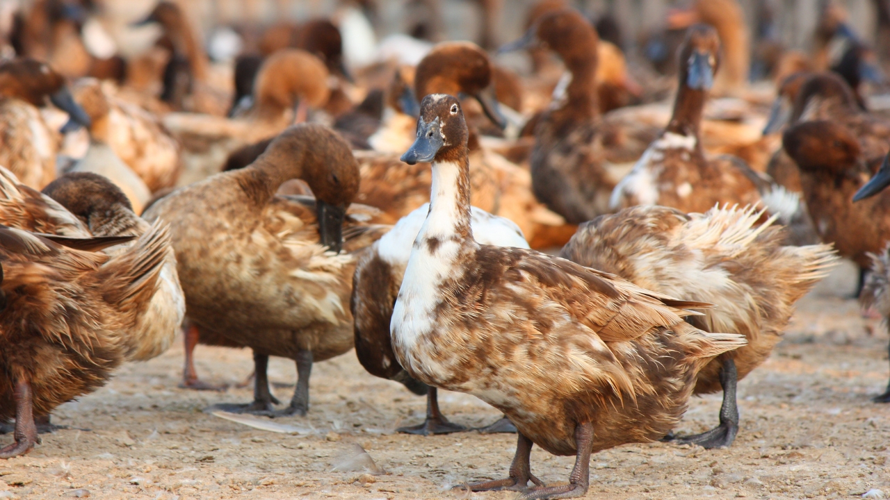 Duck Farming 1 5 Lakh Investment 4 Lakh Profit Year Round Income