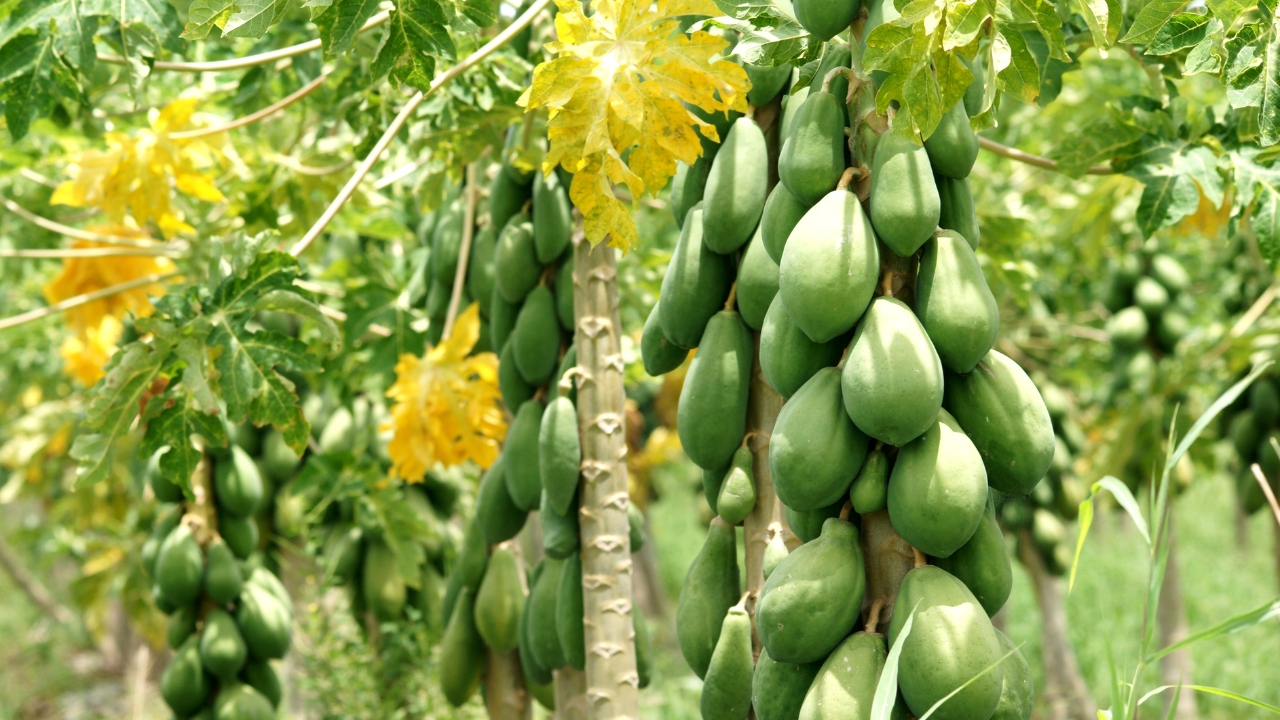 Monsoon Papaya Farming Collar Rot Disease Orchard Loss